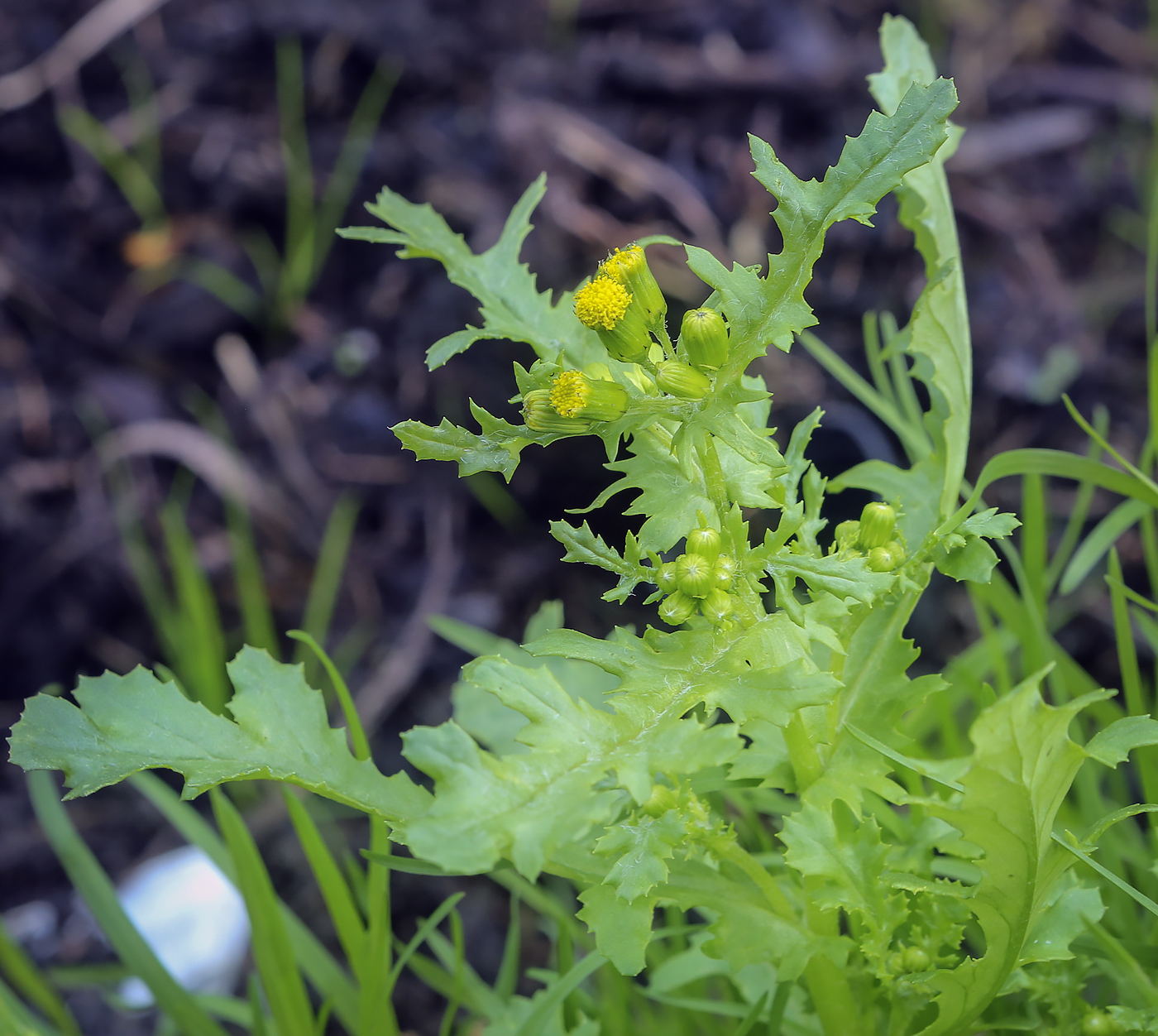 Изображение особи Senecio vulgaris.