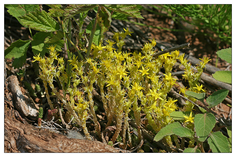 Image of Sedum acre specimen.