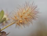 Trifolium arvense