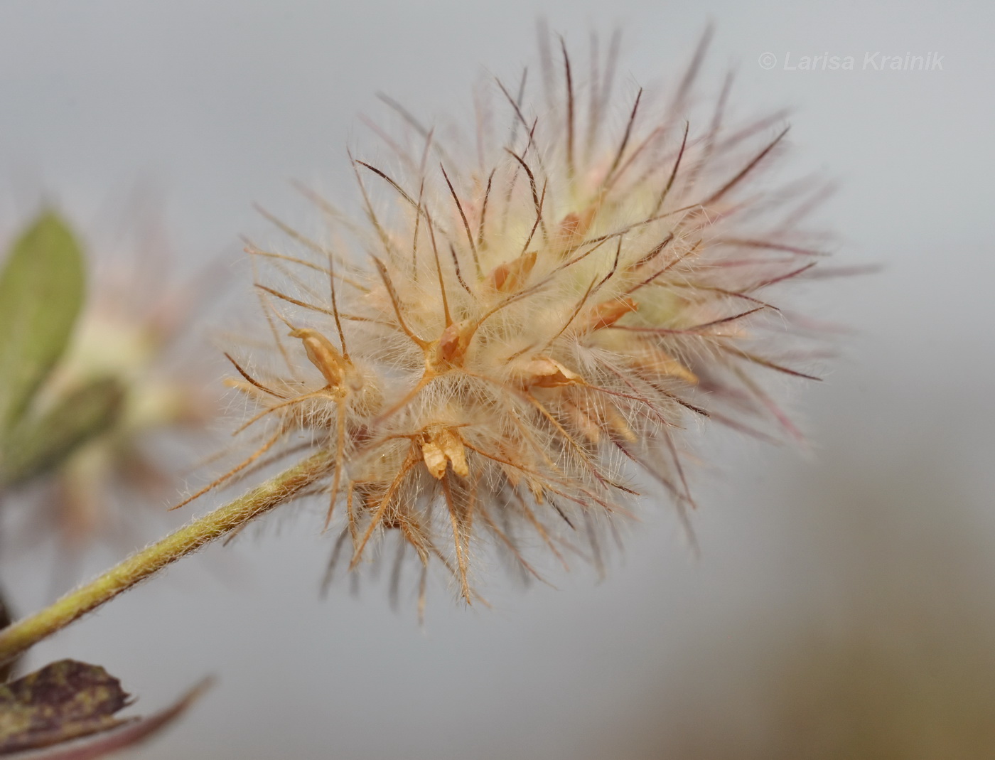 Изображение особи Trifolium arvense.