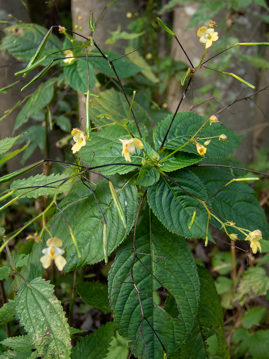 Image of Impatiens parviflora specimen.