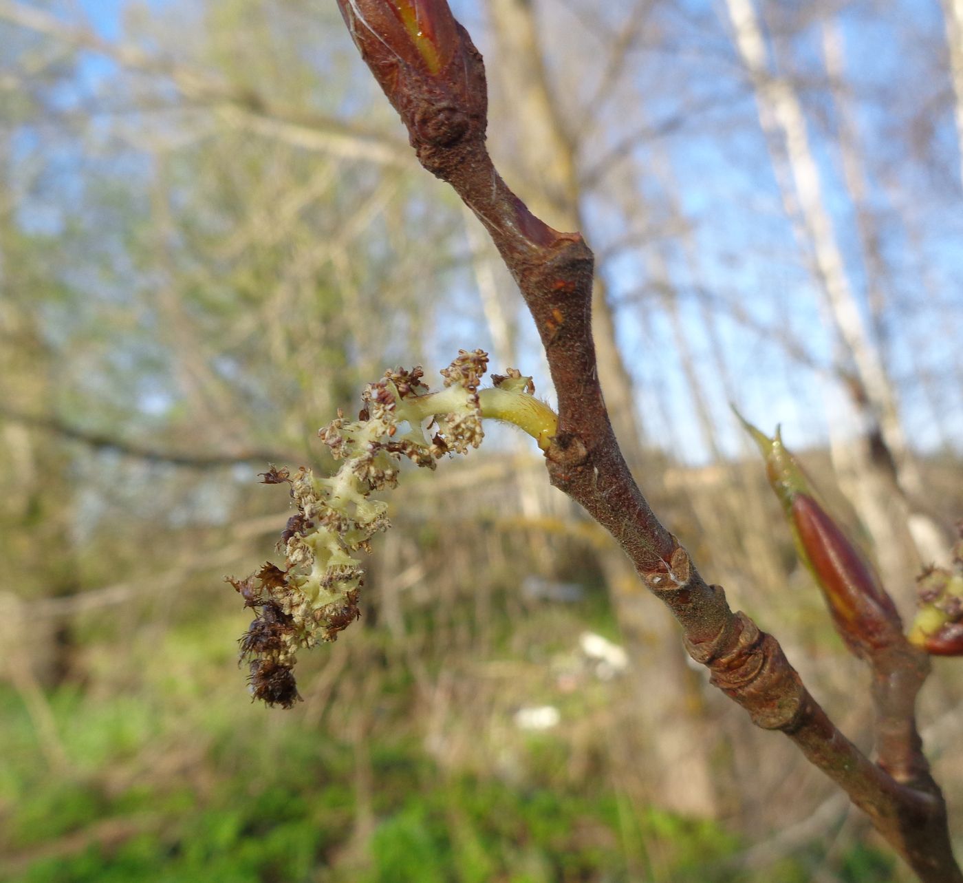 Изображение особи Populus longifolia.