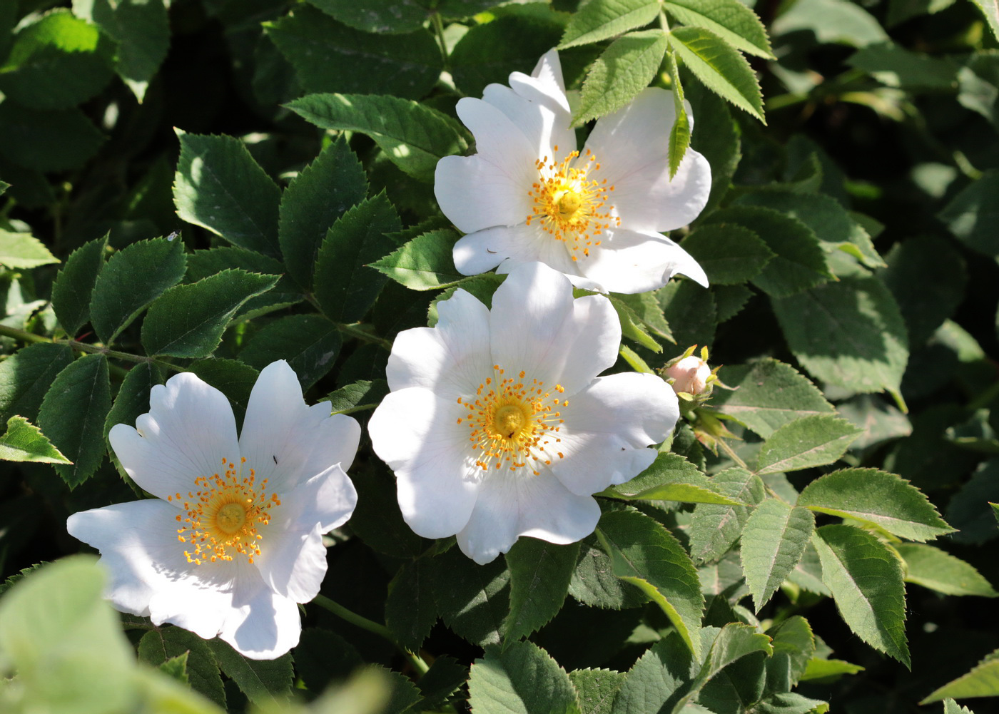 Image of Rosa balsamica specimen.