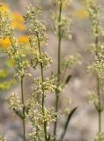 genus Silene. Соцветие. Волгоградская обл., Камышинский р-н, Лебяженское сельское поселение, окр. горы Уши, песчаный овраг. 31.05.2019.