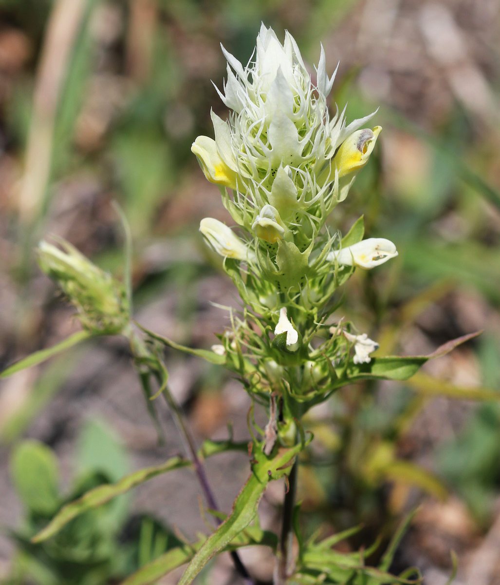 Image of Melampyrum argyrocomum specimen.