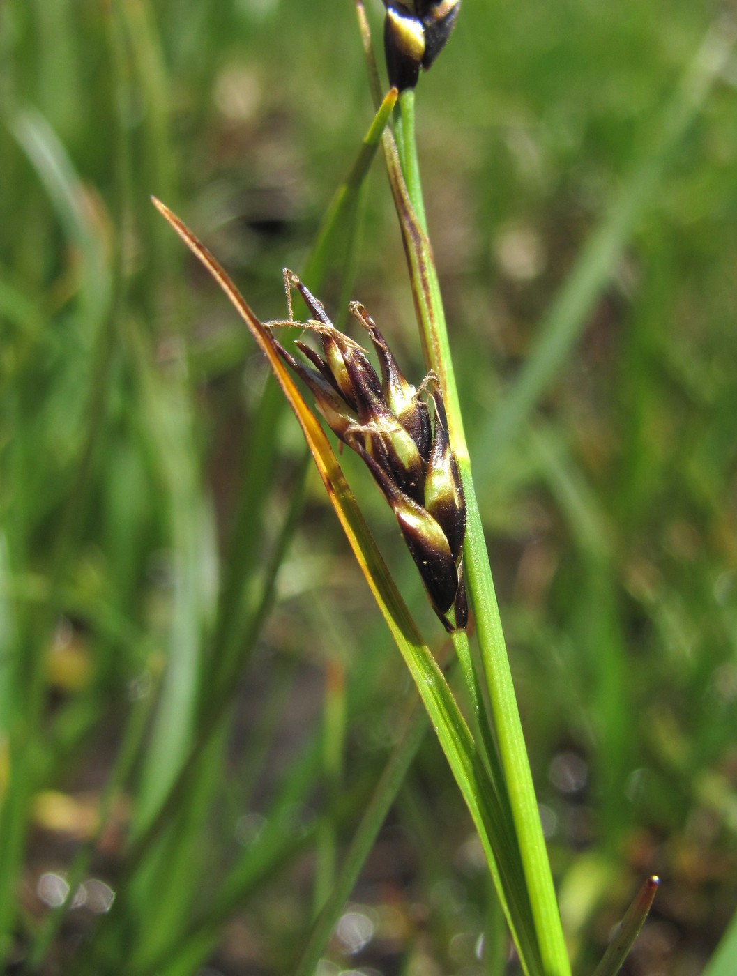 Изображение особи род Carex.