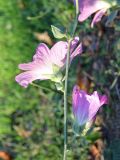 Alcea litwinowii