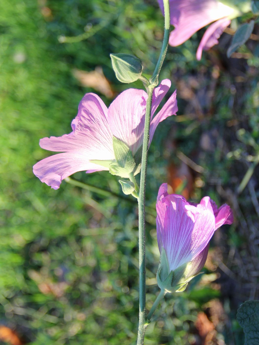 Изображение особи Alcea litwinowii.