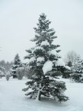 Abies concolor. Заснеженное покоящееся дерево. Беларусь, г. Минск, парк Грековой, декоративное озеленение. 08.01.2021.