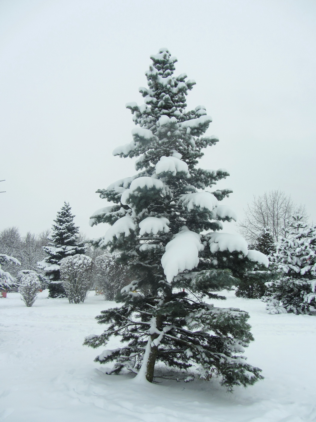 Image of Abies concolor specimen.