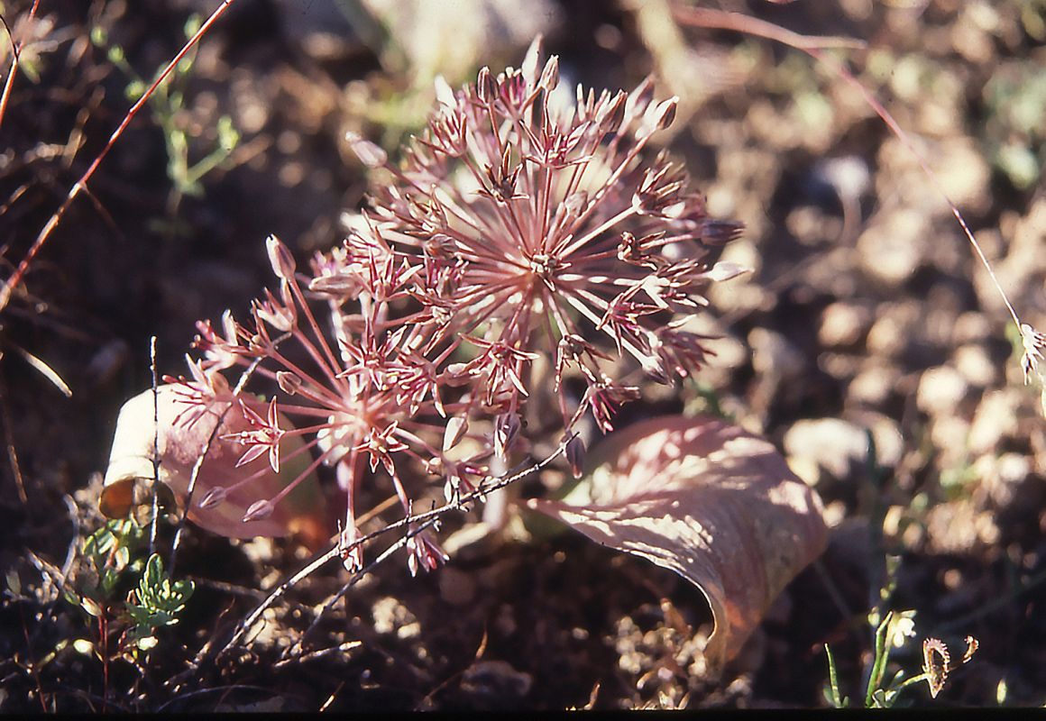 Изображение особи Allium alexeianum.