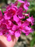 Silene compacta