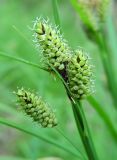 Carex hancockiana