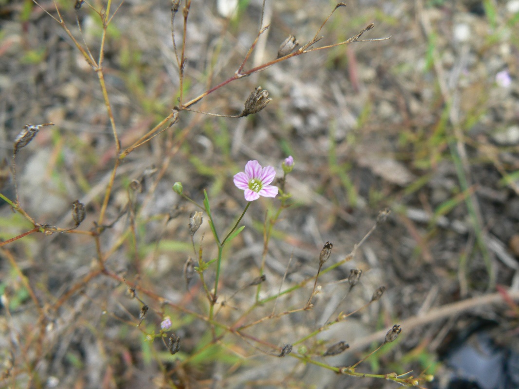 Изображение особи Psammophiliella muralis.