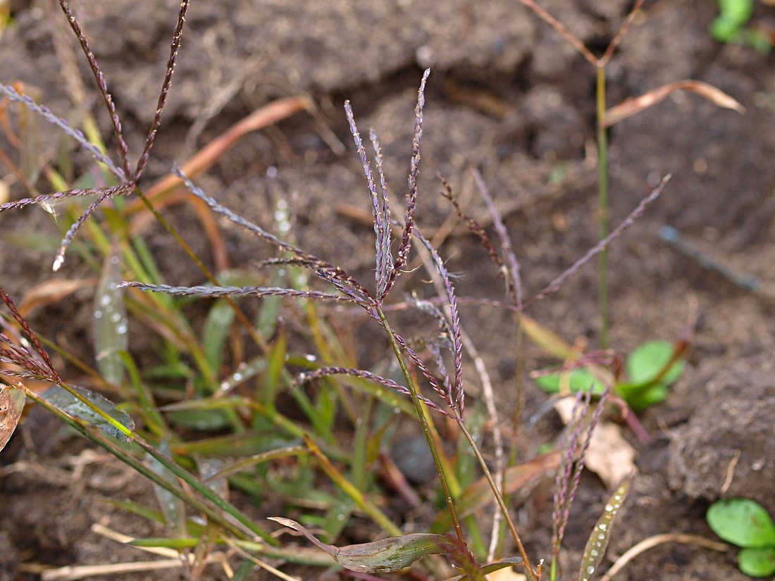 Image of Digitaria sanguinalis specimen.