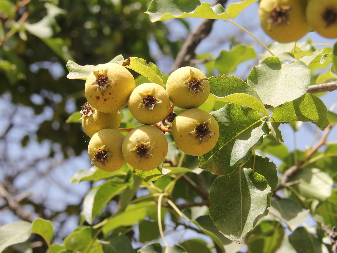 Image of Pyrus communis specimen.