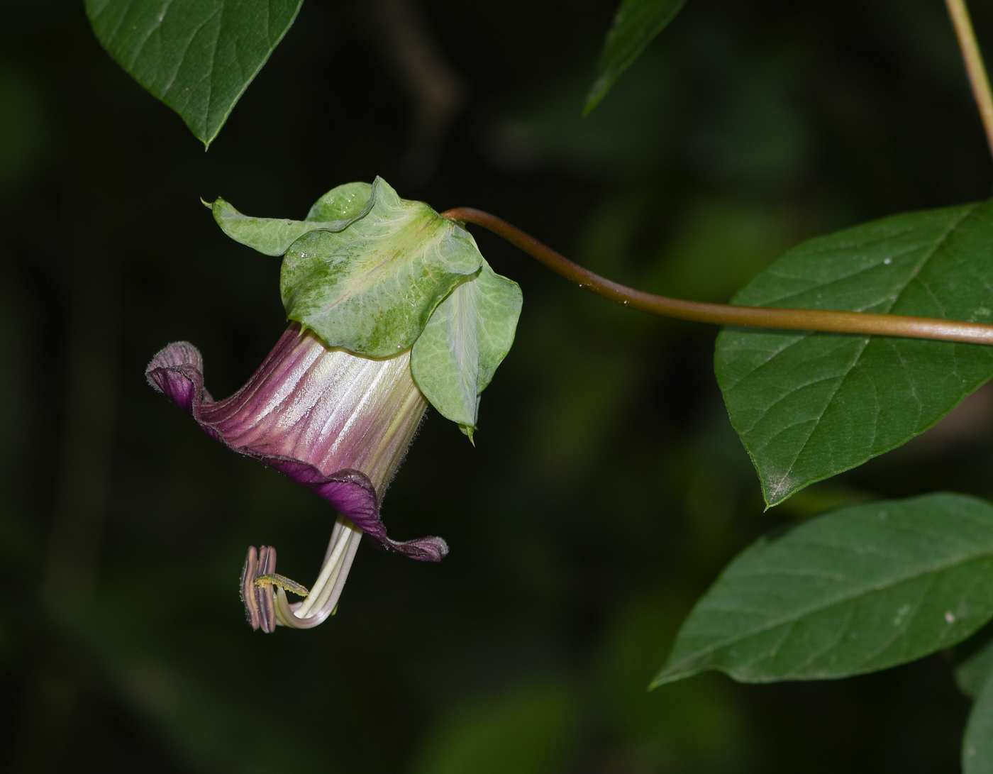 Image of Cobaea scandens specimen.