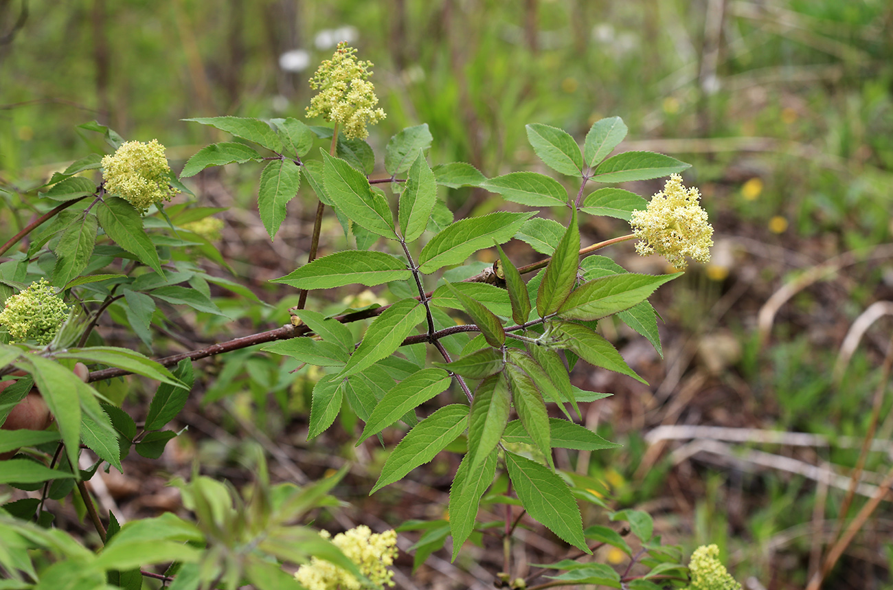 Image of Sambucus sibirica specimen.