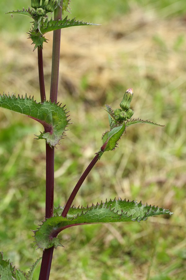 Image of Sonchus asper specimen.