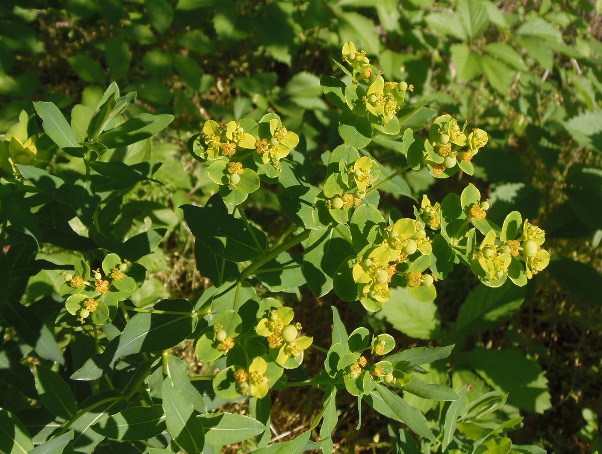 Image of Euphorbia villosa specimen.