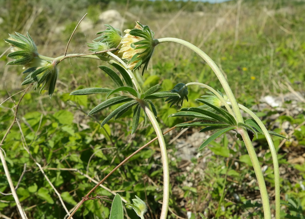 Изображение особи Anthyllis macrocephala.