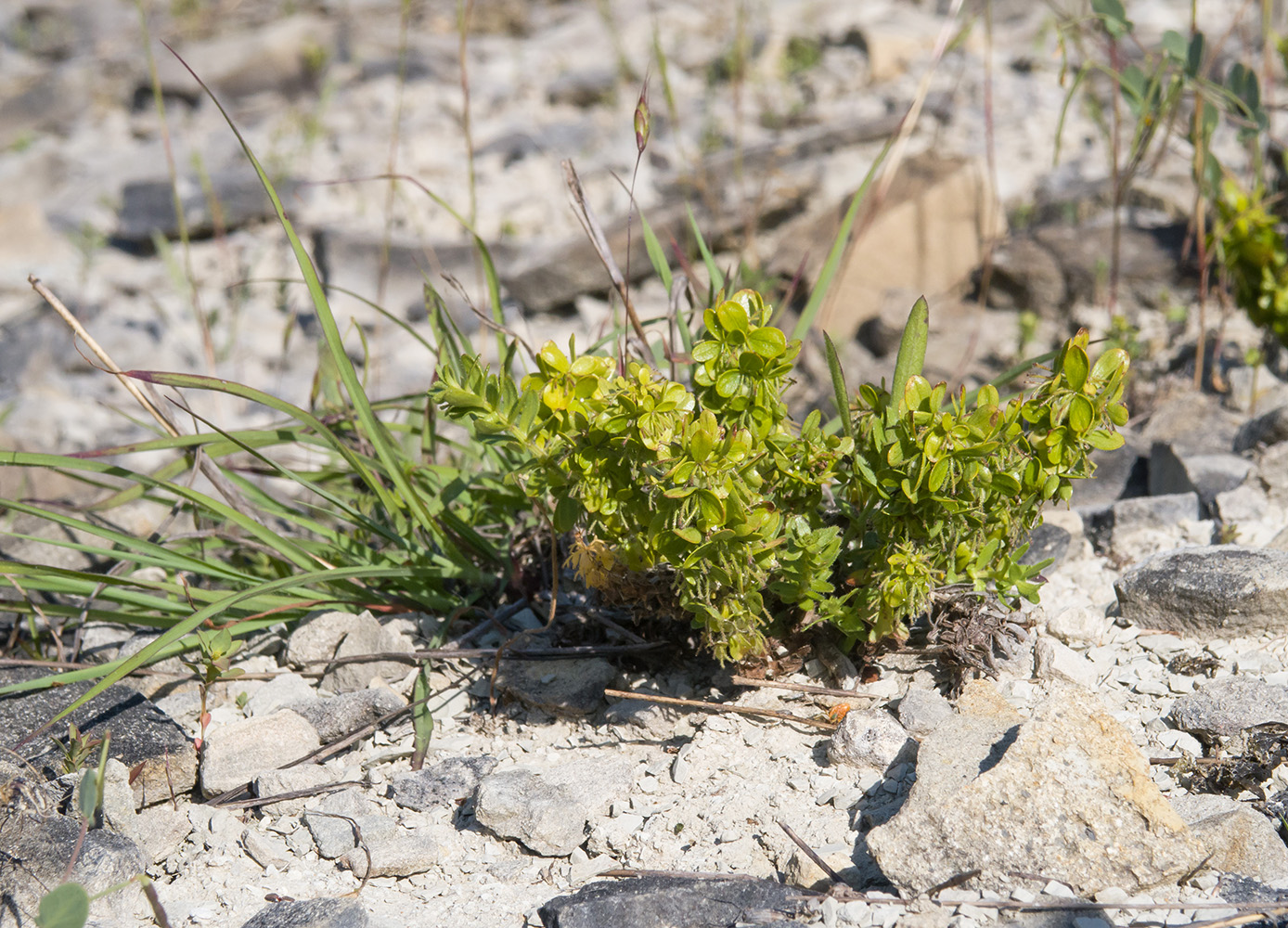 Image of Cruciata taurica specimen.