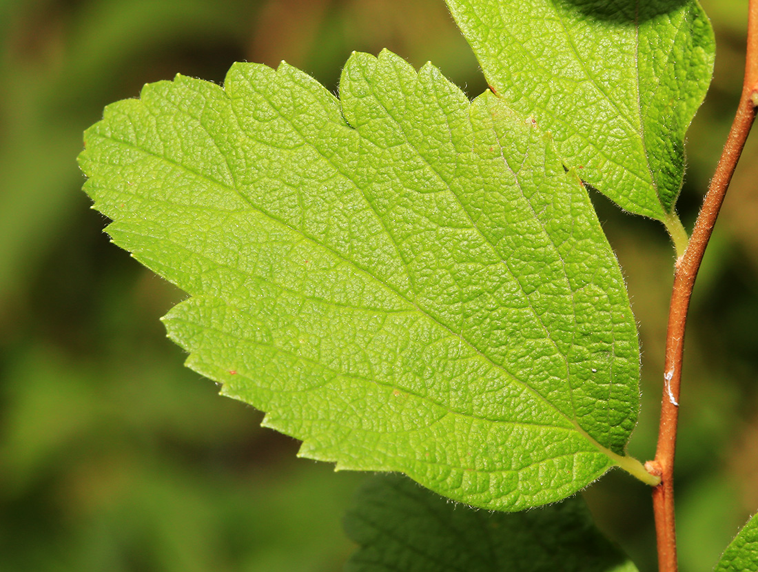 Изображение особи Spiraea turczaninowii.