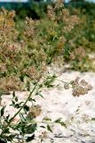 Lepidium latifolium. Ветвь плодоносящего растения. Казахстан, г. Актау, морское побережье. 21 июня 2021 г.