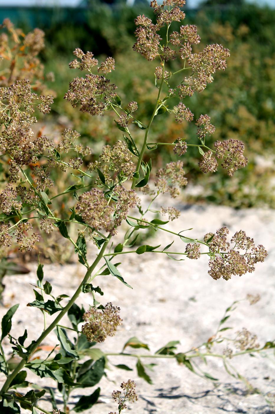 Изображение особи Lepidium latifolium.