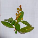 Conocarpus erectus