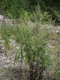 genus Artemisia. Цветущее растение на сухом дне временной протоки. Приморский край, Лазовский р-н, Лазовский заповедник, 2 км Ю кордона Америка. 17.08.2009.