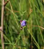 Scutellaria galericulata