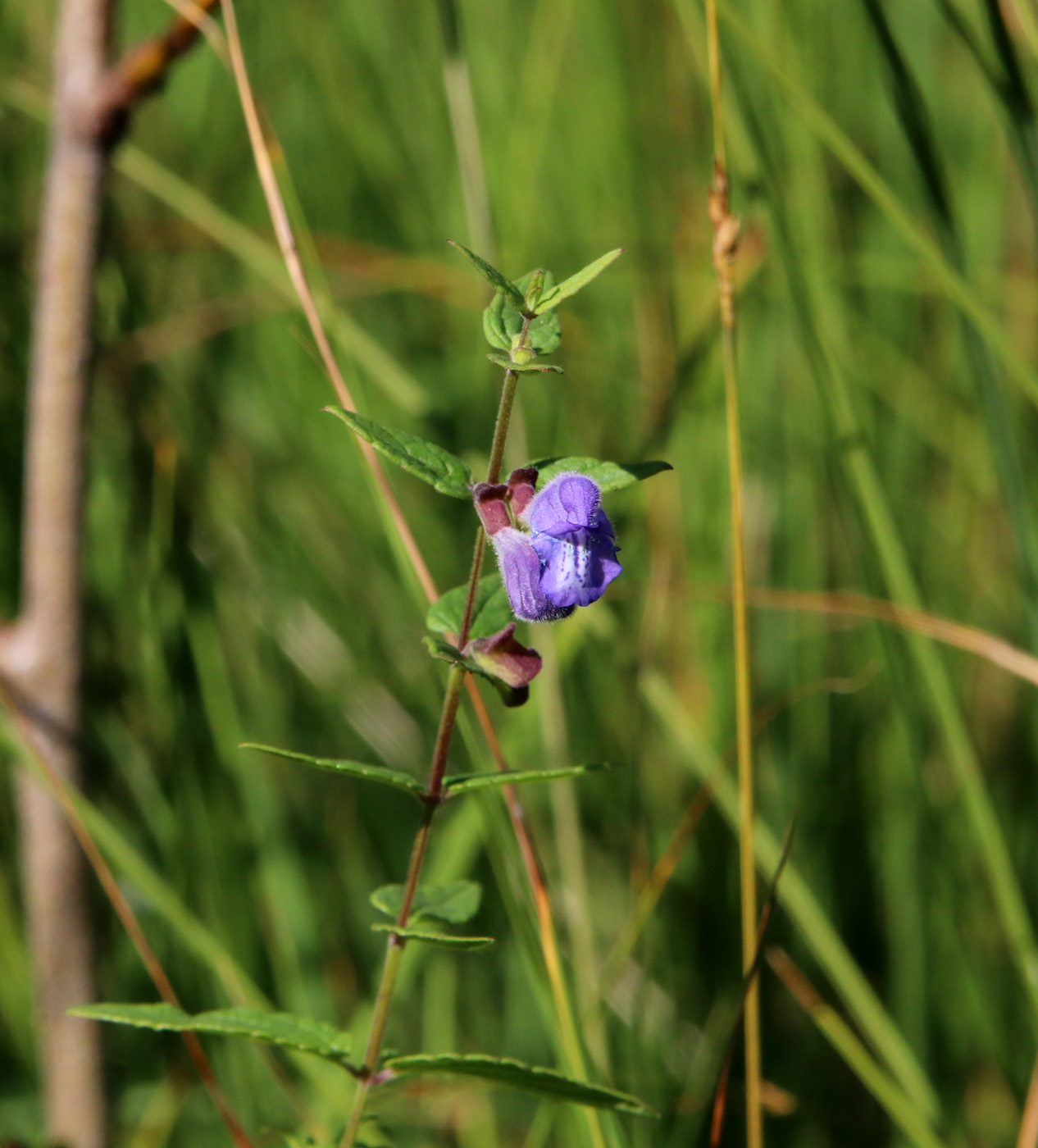 Image of Scutellaria galericulata specimen.