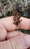 Juncus compressus