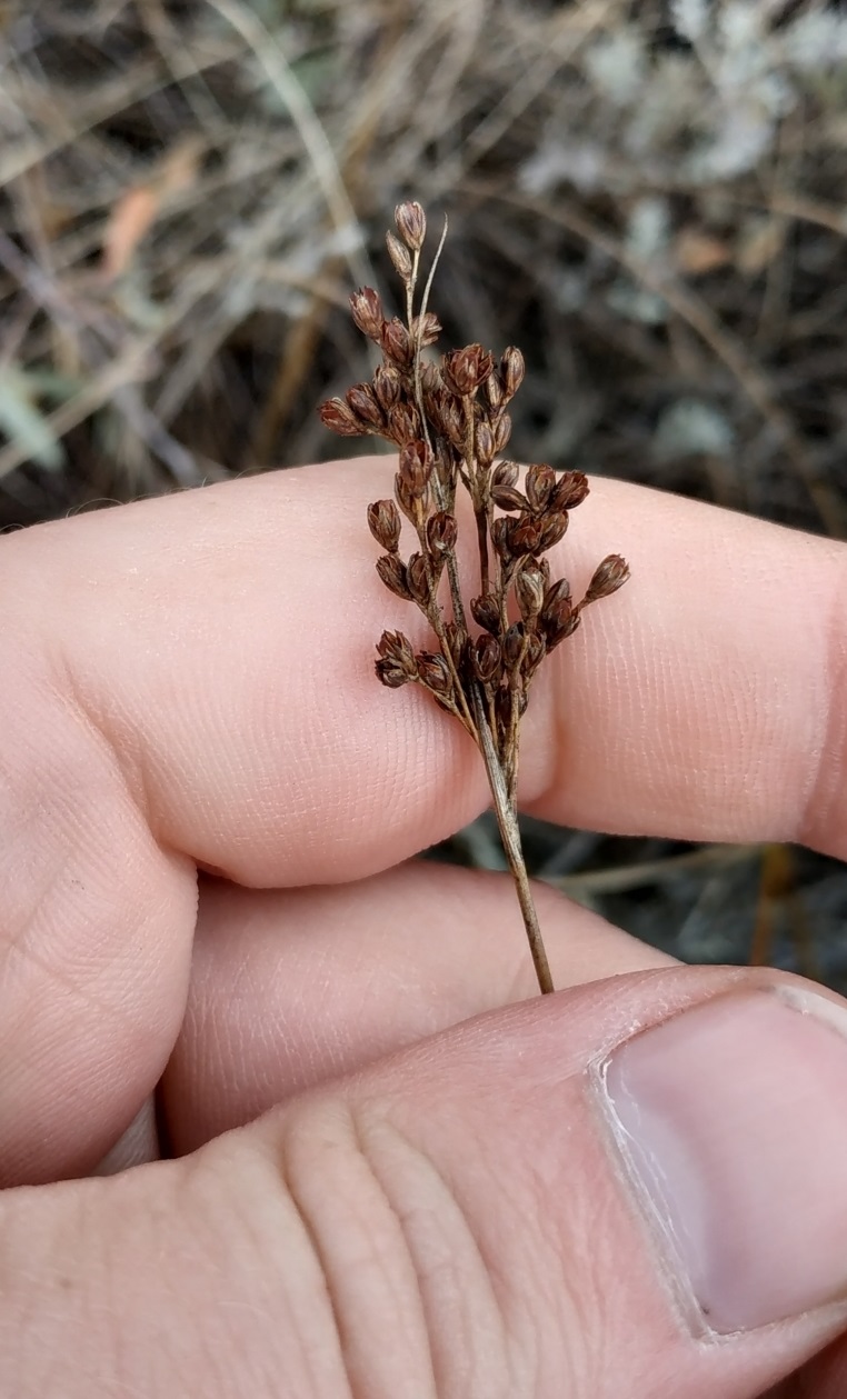 Изображение особи Juncus compressus.