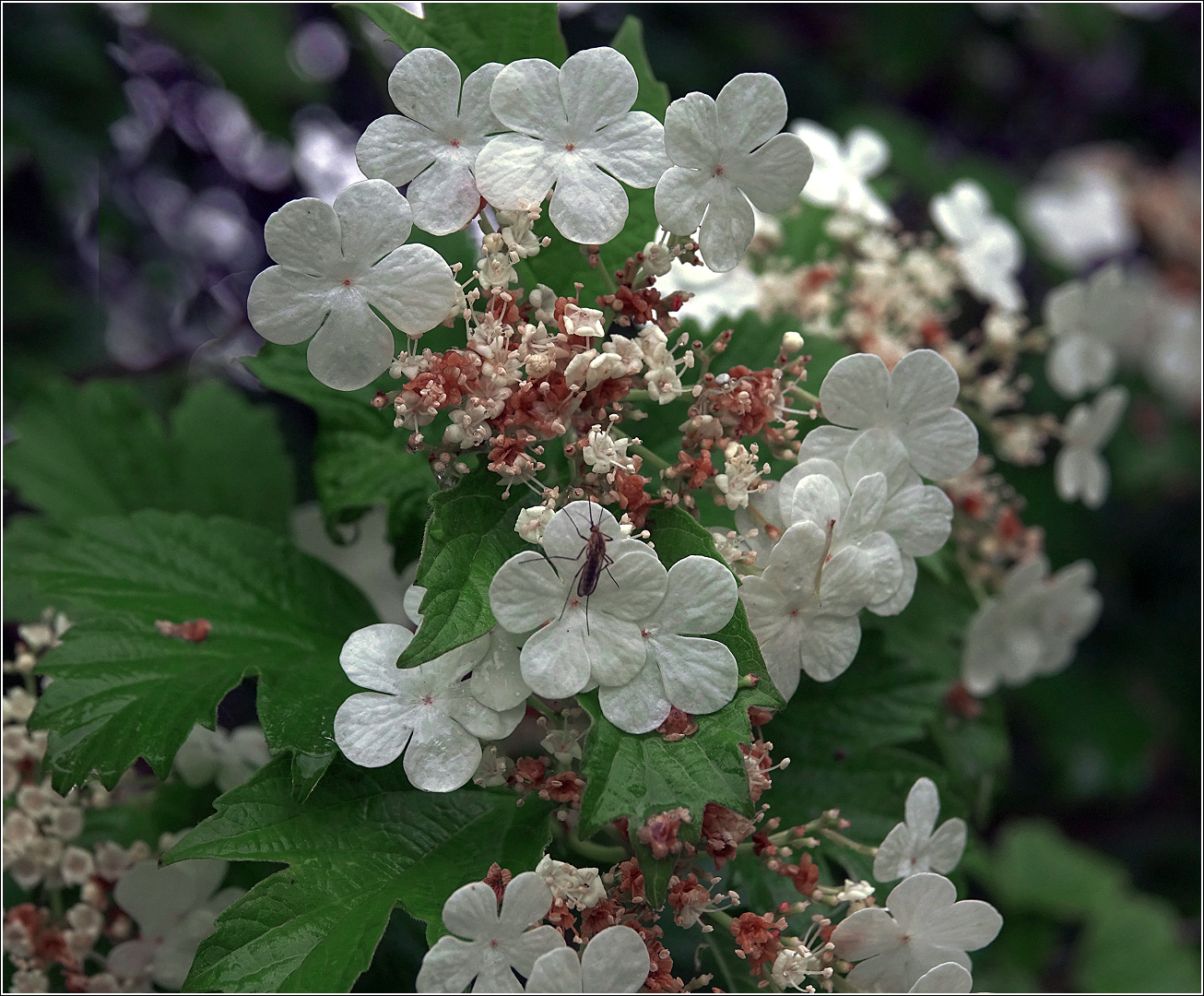 Image of Viburnum opulus specimen.