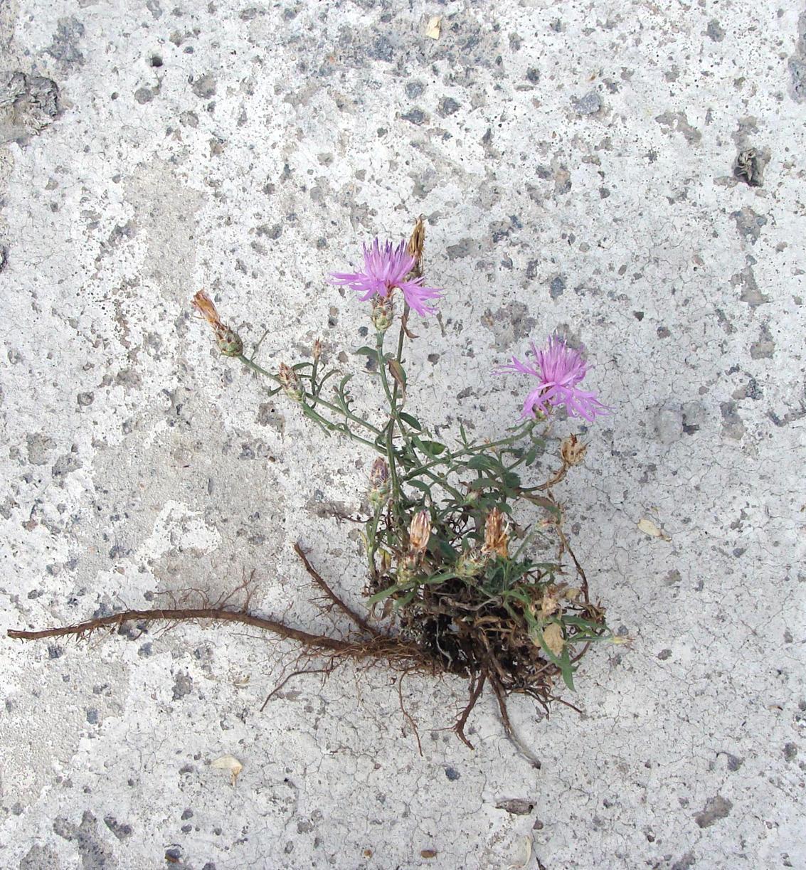 Image of Centaurea gulissaschvilii specimen.