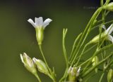 Psammophiliella muralis. Побеги и цветки (вид сбоку). Приморский край, Уссурийский гор. округ, окр. с. Монакино, широколиственное редколесье, колея грунтовой дороги. 02.07.2021.