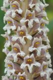 Orobanche grossheimii. Фрагмент соцветия. Республика Северная Осетия-Алания, Алагирский р-н, Большой Кавказ, левый берег р. Суагдон, ≈ 1330 м н.у.м., буковый лес. 30.06.2021.