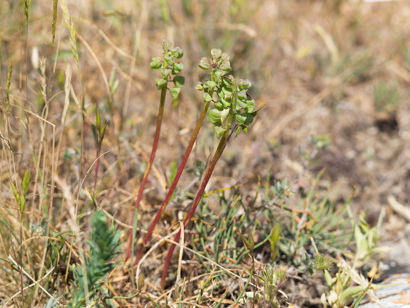 Image of Muscari neglectum specimen.