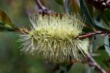 Callistemon pallidus