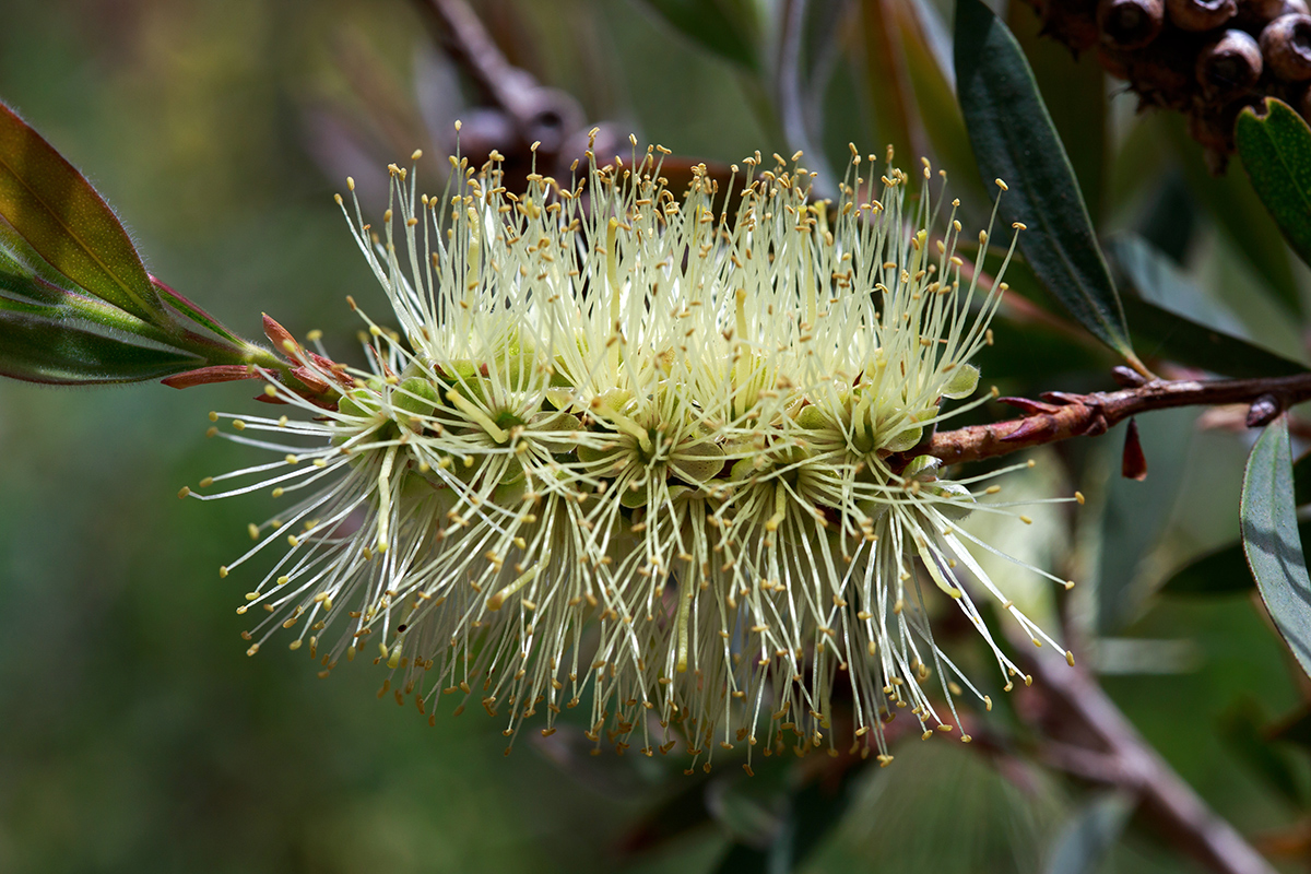 Image of Callistemon pallidus specimen.