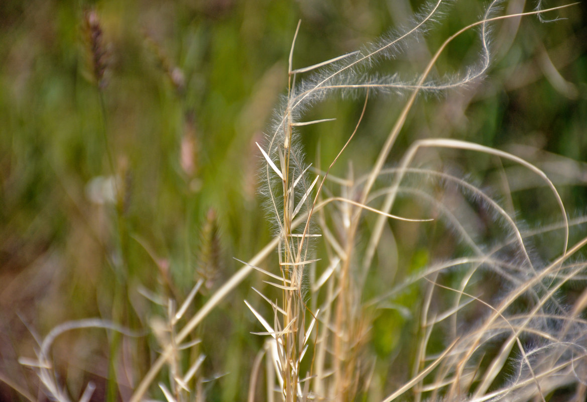 Изображение особи род Stipa.