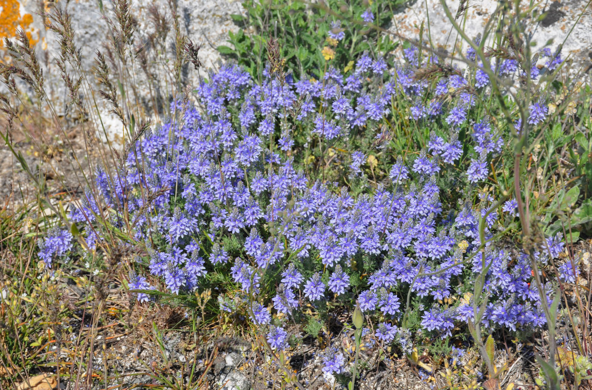 Image of Veronica capsellicarpa specimen.