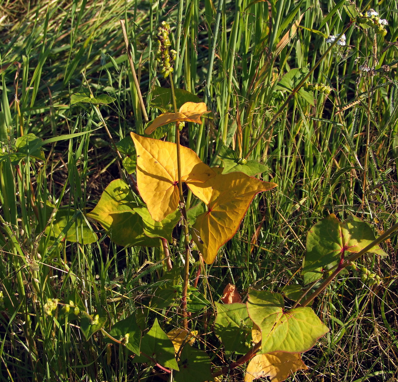 Image of Fagopyrum tataricum specimen.