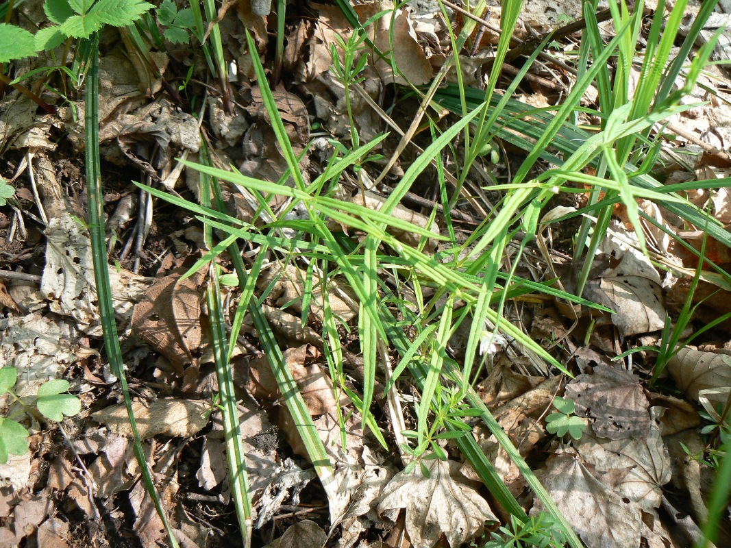 Изображение особи Pseudostellaria sylvatica.