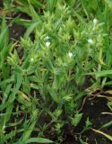 Cerastium dichotomum. Цветущее растение сорное на поле. Азербайджан, Исмаиллинский р-н, окр. с. Ивановка. 20.04.2010.