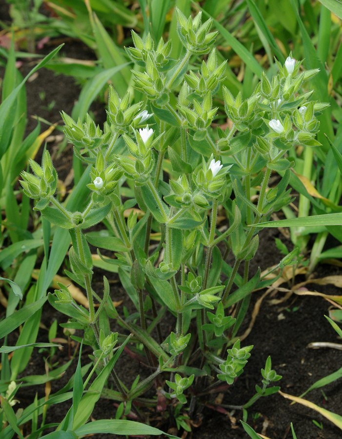 Image of Cerastium dichotomum specimen.