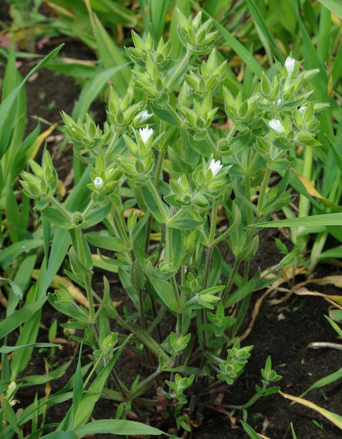 Image of Cerastium glomeratum specimen.