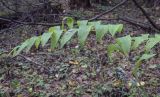 Polygonatum multiflorum